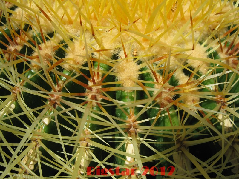 Echinocactus grusonii 