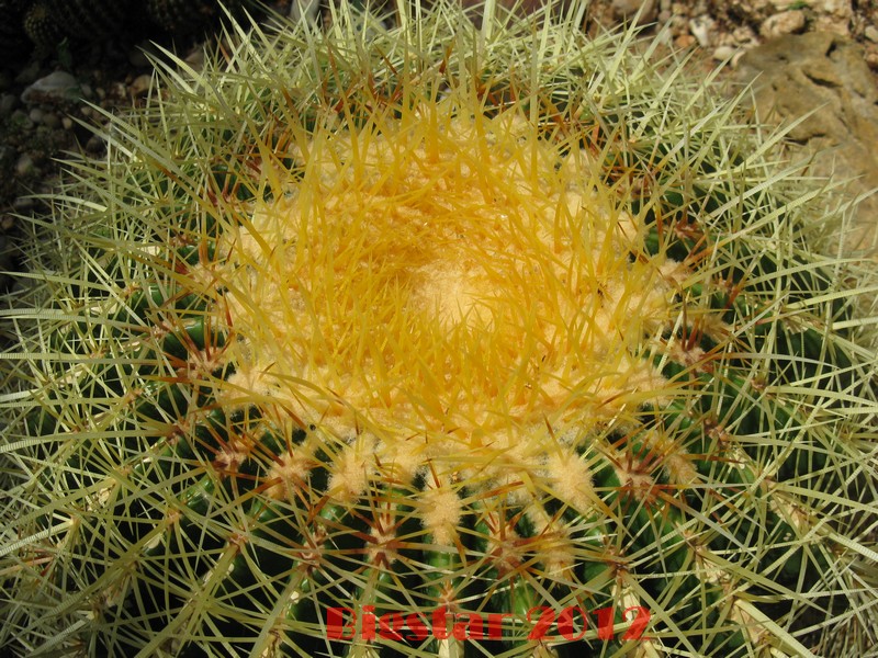 Echinocactus grusonii 