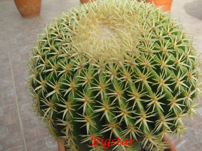 Echinocactus grusonii cv. brevispinus 