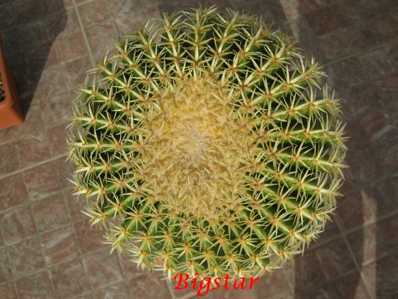 echinocactus grusonii cv. brevispinus