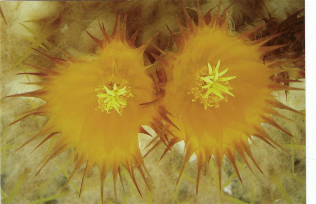 Echinocactus grusonii 