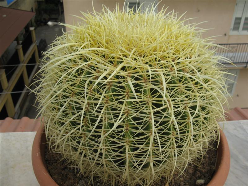 Echinocactus grusonii 