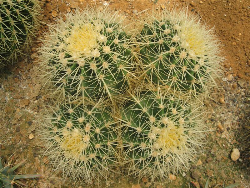 Echinocactus grusonii 