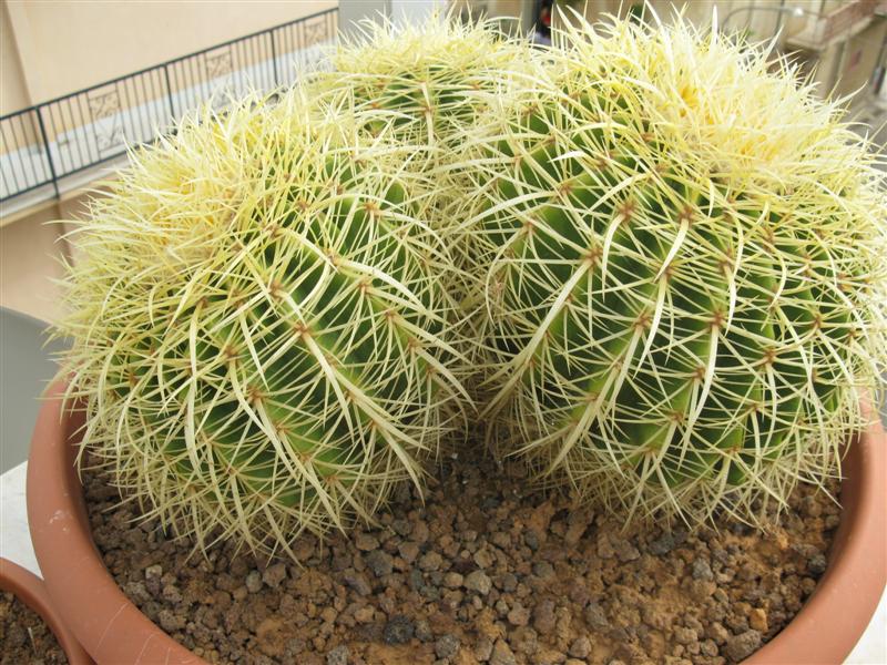 Echinocactus grusonii 