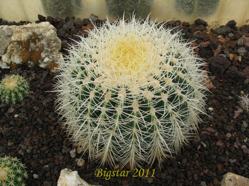 Echinocactus grusonii v. albispinus 