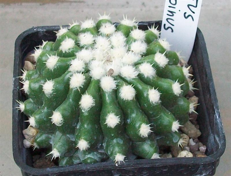 Echinocactus grusonii v. brevispinus 