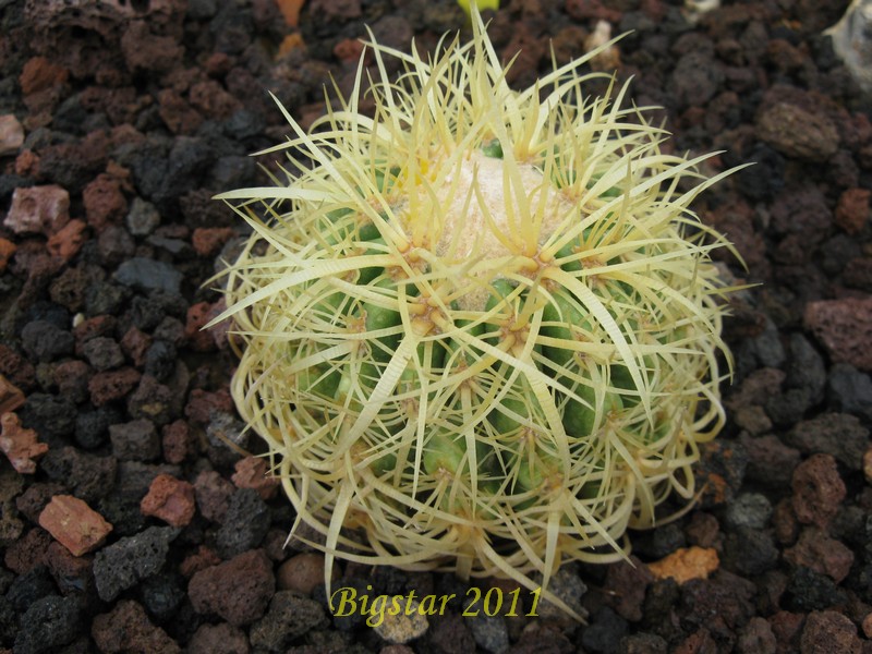 echinocactus grusonii cv. tortulispinus