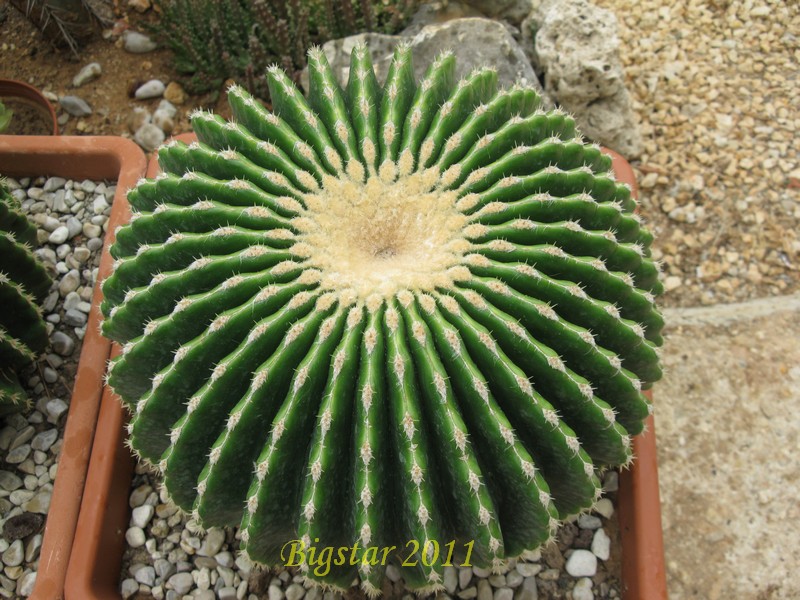 Echinocactus grusonii v. inermis 