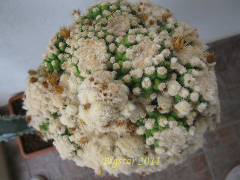 echinocactus grusonii f. monstruosus cv. inermis