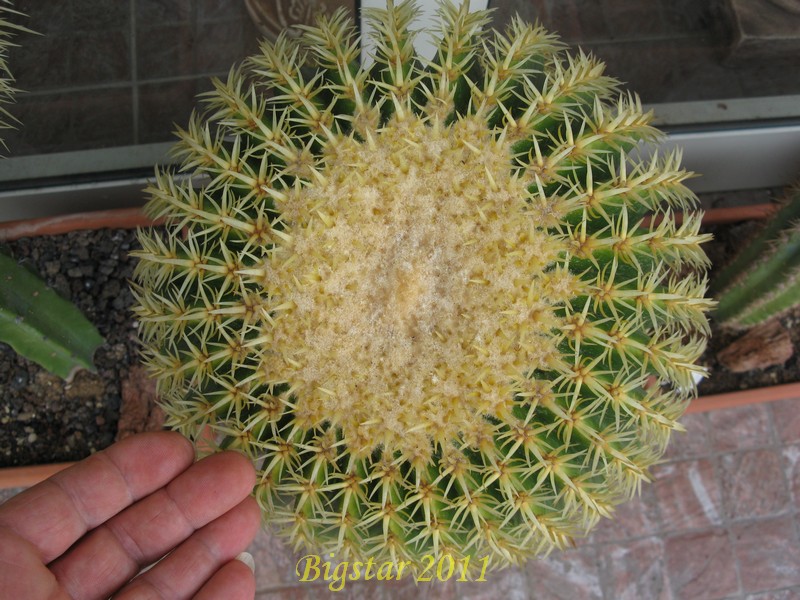 Echinocactus grusonii cv. intermedius 