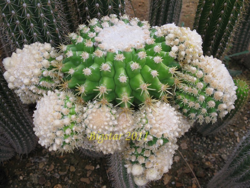 Echinocactus grusonii f. monstruosus cv. intermedius 