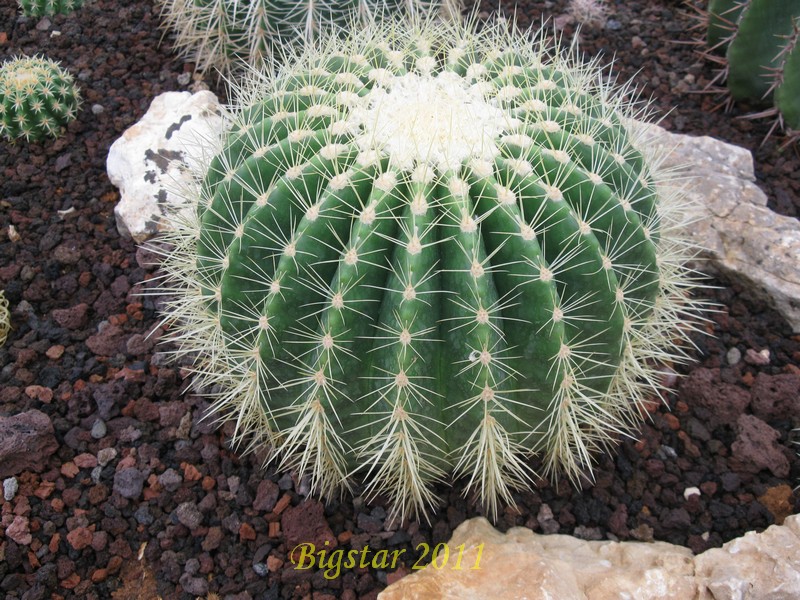 Echinocactus grusonii cv. scarascia 