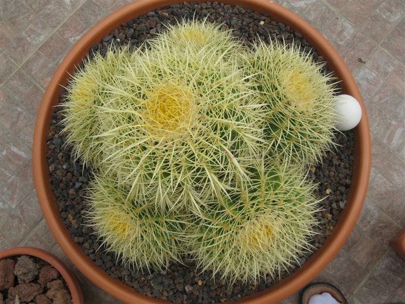 Echinocactus grusonii 