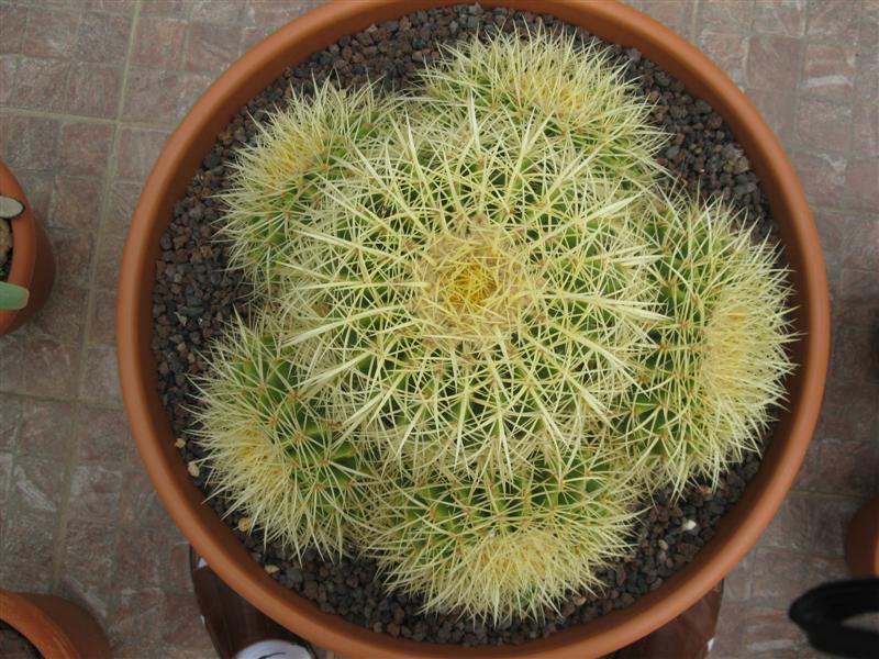 Echinocactus grusonii 