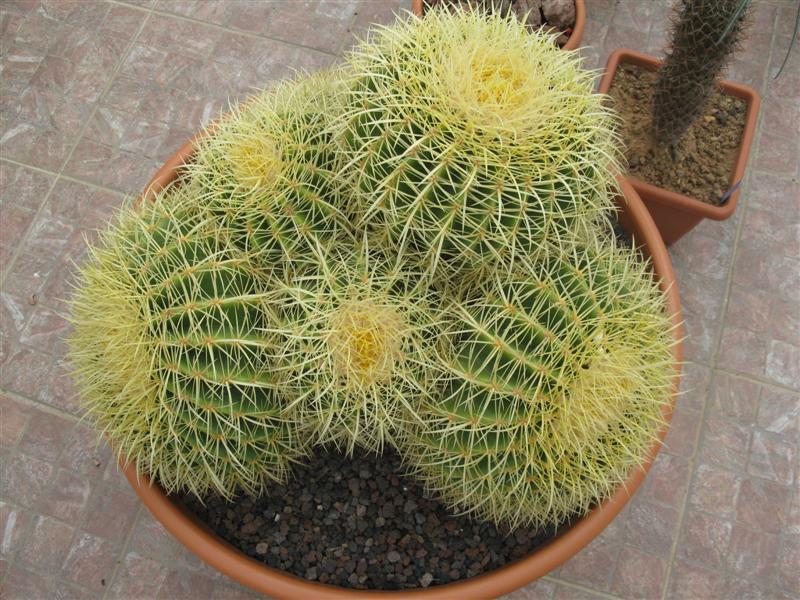 Echinocactus grusonii 