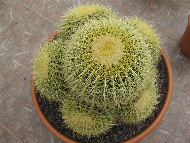 Echinocactus grusonii 