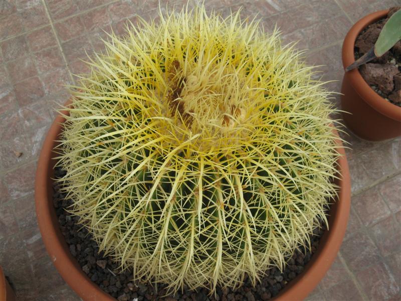 Echinocactus grusonii 