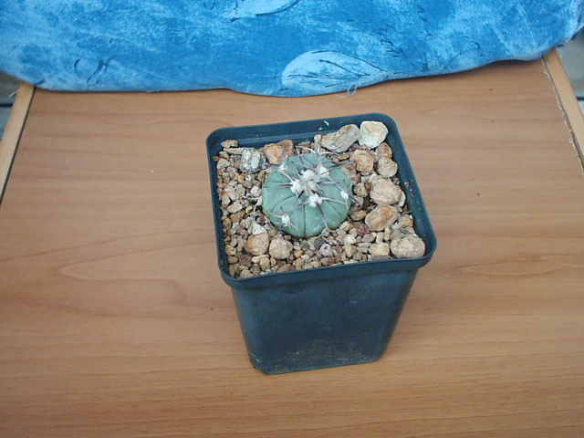 Echinocactus horizonthalonius 