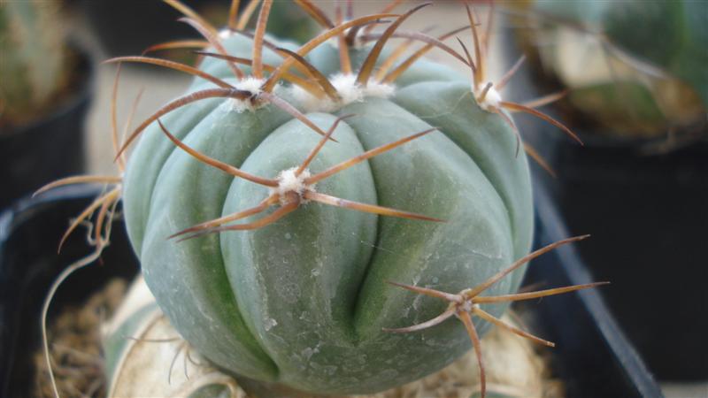 Echinocactus horizonthalonius 