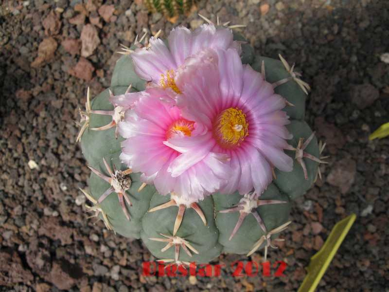 echinocactus horizonthalonius v. moelleri cv. senkou-maru