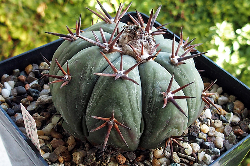 Echinocactus horizonthalonius 