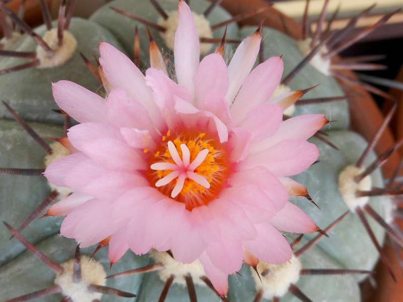 Echinocactus horizonthalonius 