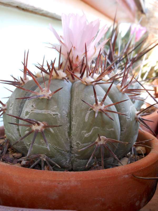 Echinocactus horizonthalonius 