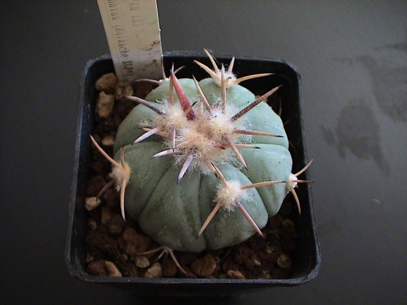 Echinocactus horizonthalonius 