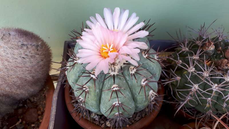 Echinocactus horizonthalonius 