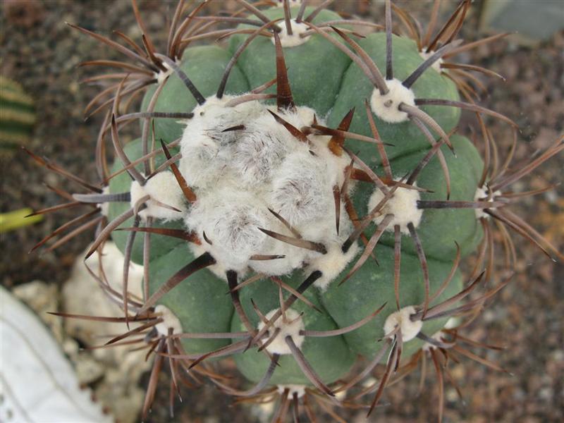 Echinocactus horizonthalonius 