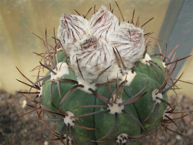 Echinocactus horizonthalonius 