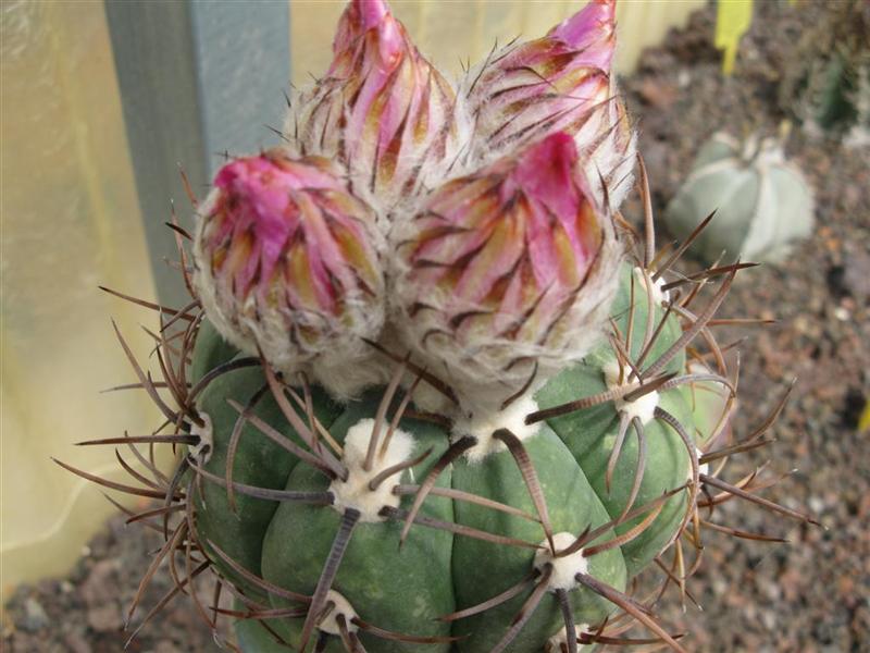 Echinocactus horizonthalonius 