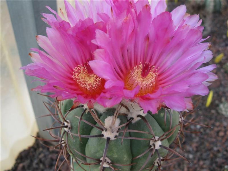 Echinocactus horizonthalonius 