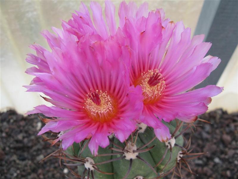 Echinocactus horizonthalonius 