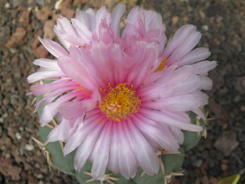 Echinocactus horizonthalonius v. moelleri 