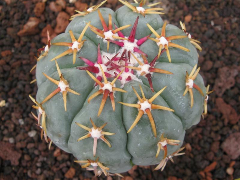 Echinocactus horizonthalonius v. moelleri 