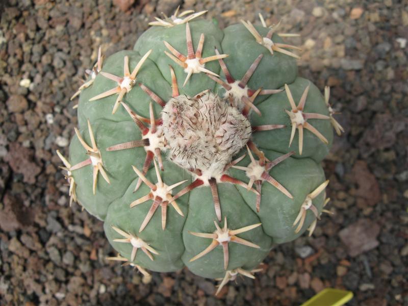 Echinocactus horizonthalonius v. moelleri 