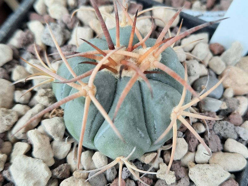 Echinocactus horizonthalonius VZD931