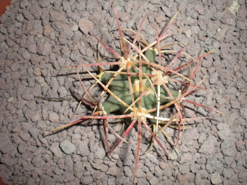 Echinocactus parryi 