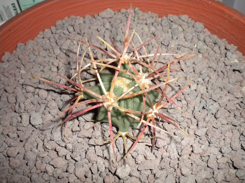 Echinocactus parryi 