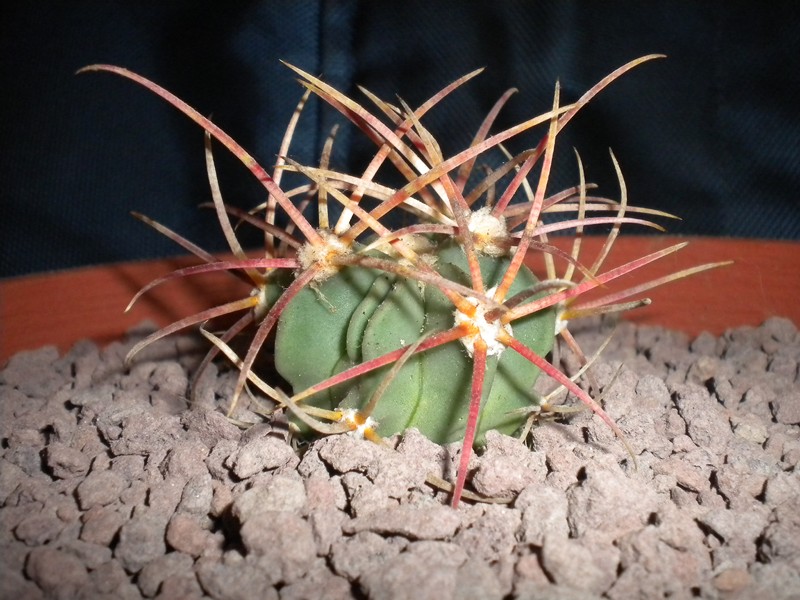 Echinocactus parryi 