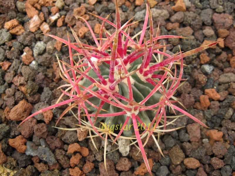 Echinocactus parryi SB 59