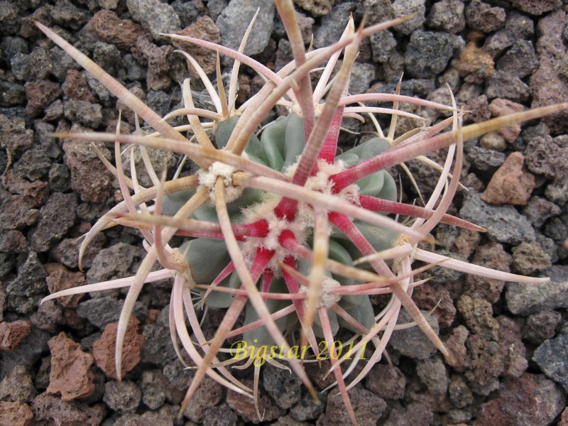 Echinocactus parryi SB 59