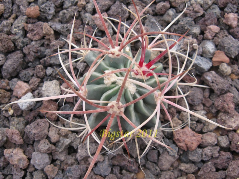 Echinocactus parryi SB 59