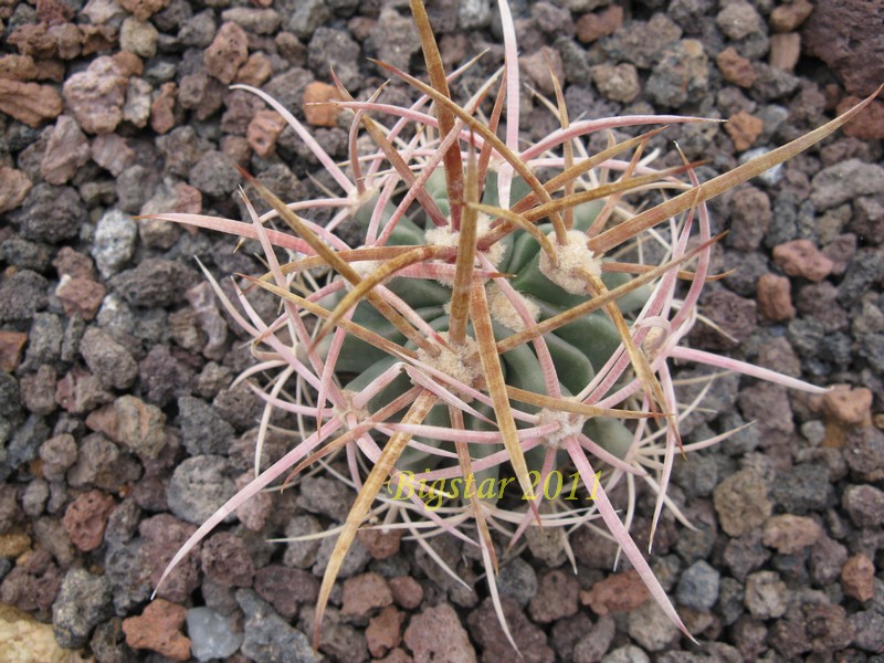 Echinocactus parryi SB 59