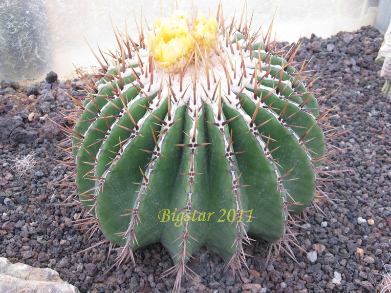 Echinocactus platyacanthus 