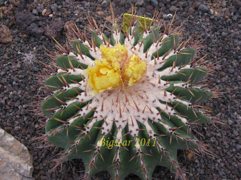 Echinocactus platyacanthus 