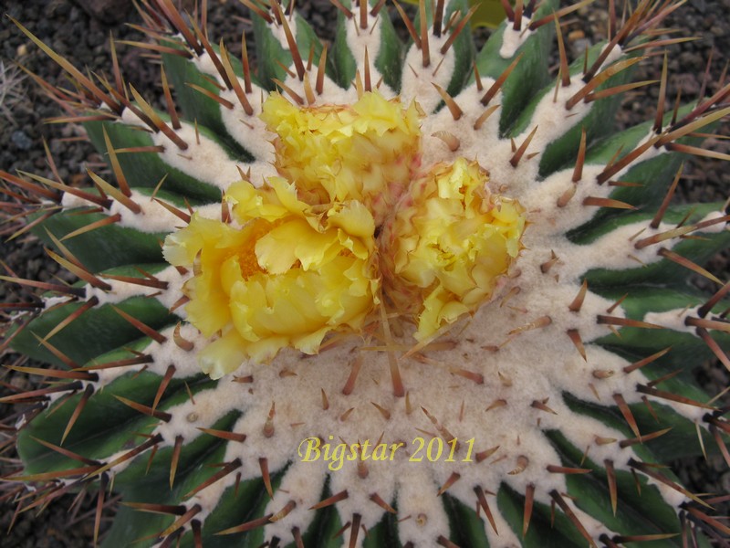 Echinocactus platyacanthus 