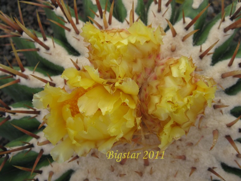 Echinocactus platyacanthus 