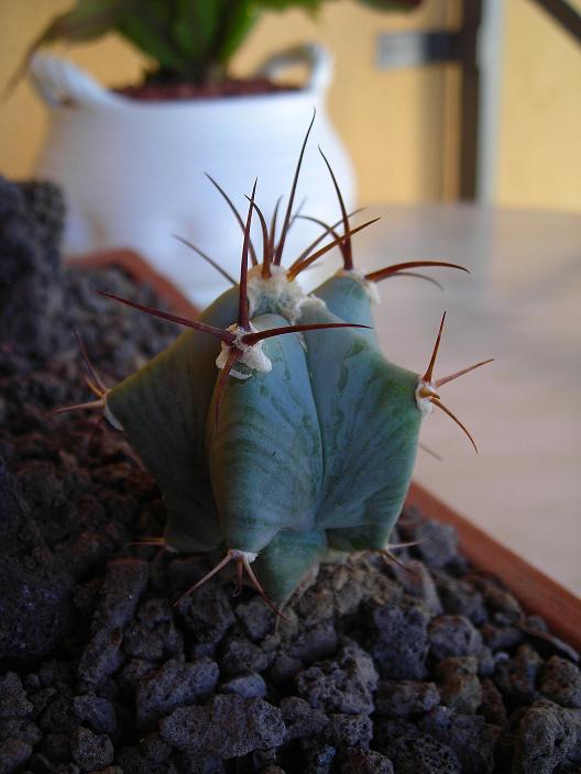 Echinocactus  